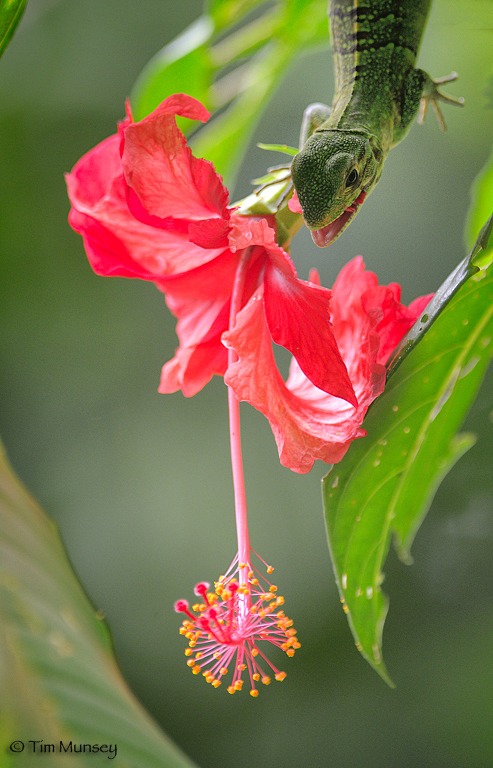 Hibiscus Eater